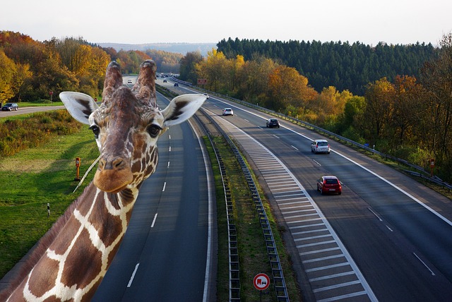 Raus aus der Garage: Eine Reise durch die Welt des Straßenverkehrs und der Autos